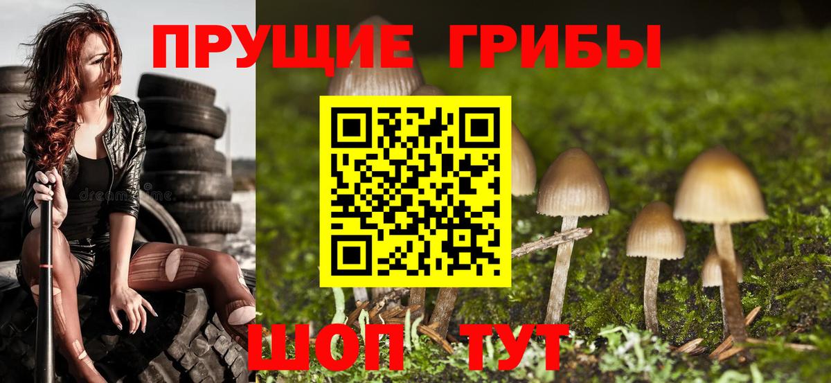 Псилоцибиновые грибы Psilocybe Нурлат